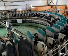 В Волгоградской области открыт крупнейший молочный комплекс на 10 тысяч голов КРС