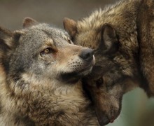 Волчья верность: любовь, преданность и трагические потери в стаях волков