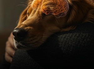 Собаки любят хозяев больше еды: исследования МРТ и эксперименты с питомцами