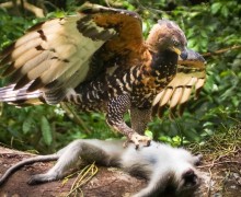 Венценосный орёл: смелый хищник, охотящийся на животных в несколько раз крупнее себя