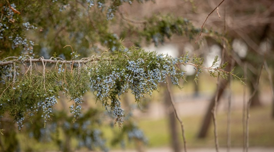 Осеннее похолодание в Приднестровье: заморозки и потепление на следующей неделе