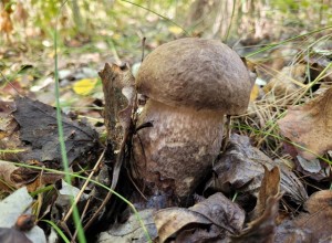 Погода в Приднестровье: туманное утро и дожди в начале недели — прогноз на 6 октября