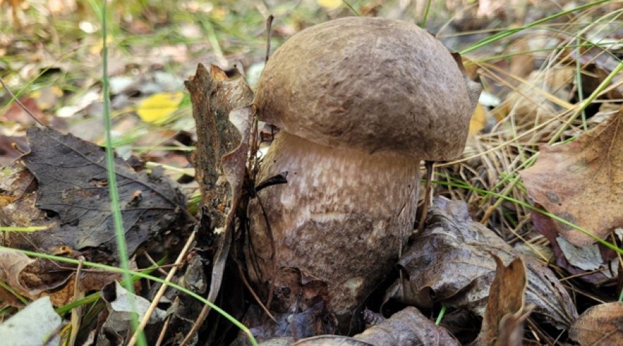 Погода в Приднестровье: туманное утро и дожди в начале недели — прогноз на 6 октября