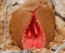 Hydnora africana — паразитирующее растение с запахом гнили и съедобным плодом