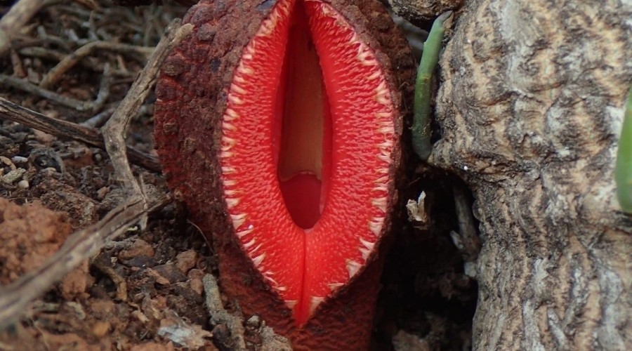 Hydnora africana — паразитирующее растение с запахом гнили и съедобным плодом