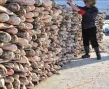 Правда ли, что в России топили печи рыбой? Исторические факты