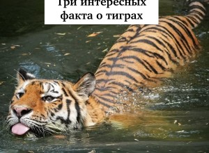 Тигры: уникальные полоски, любовь к воде и удивительный «язык» животных