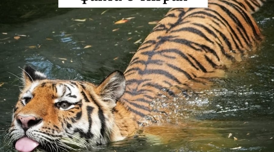 Тигры: уникальные полоски, любовь к воде и удивительный «язык» животных