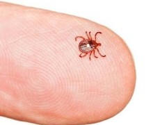 Клещ Lone Star tick вызывает аллергию на мясо: один укус — и навсегда