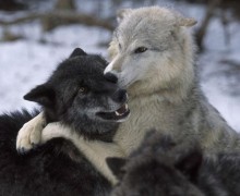 Волчья верность: любовь, преданность и трагические потери в стаях волков