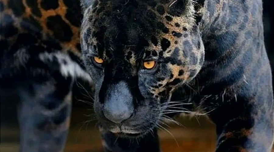 Учёные: ягуары едят психоактивные растения для усиления охоты