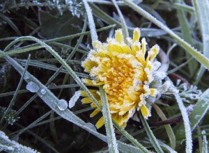 Заморозки до −3 °C: синоптики предупреждают о ночных морозах в республике