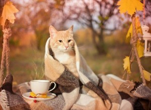 Погода на 27 октября: облачно, дожди и туман утром