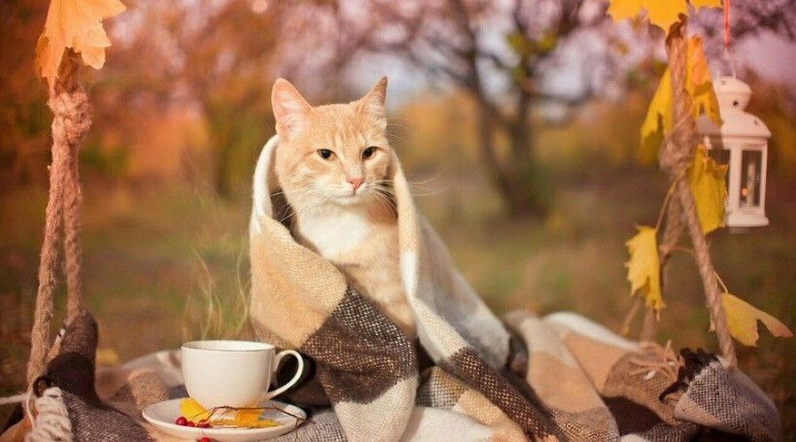 Погода на 27 октября: облачно, дожди и туман утром