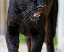 Учёные: ягуары едят психоактивные растения для усиления охоты