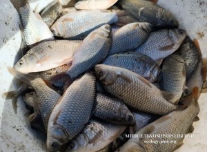 В Днестр и Кучурганское водохранилище выпустили 1,7 тонн карася