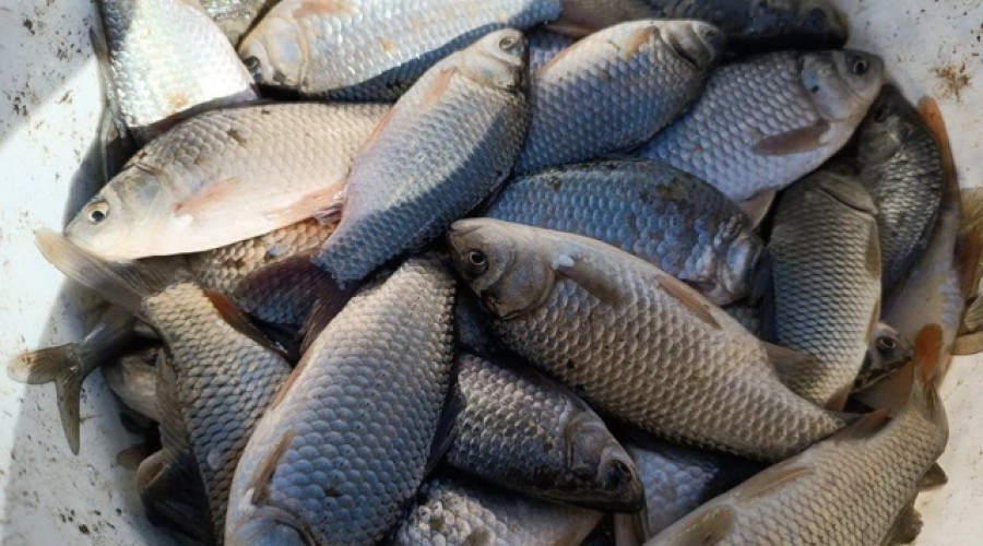 В Днестр и Кучурганское водохранилище выпустили 1,7 тонн карася
