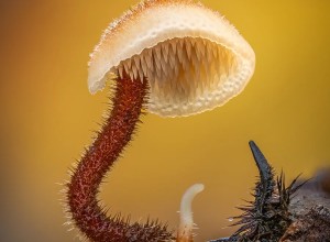 Гриб-ушкоед: маленький лесной трудяга, который спасает хвойные леса от мусора и пожаров