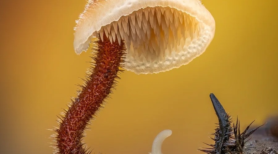 Гриб-ушкоед: маленький лесной трудяга, который спасает хвойные леса от мусора и пожаров