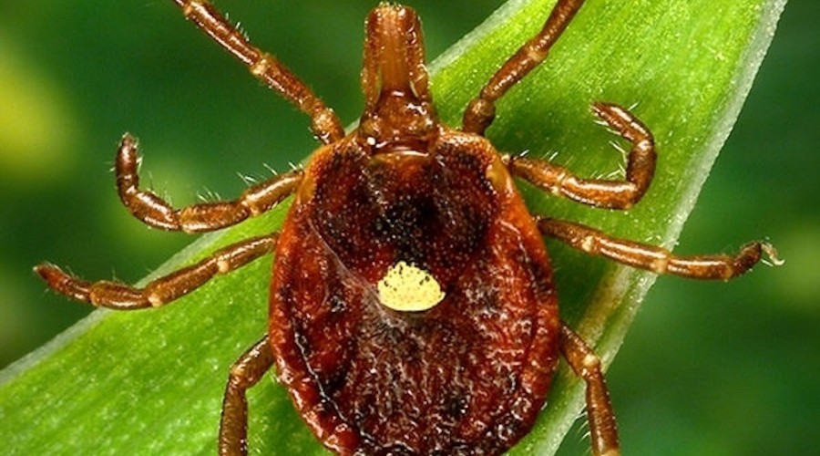 Клещ Lone Star tick вызывает аллергию на мясо: один укус — и навсегда