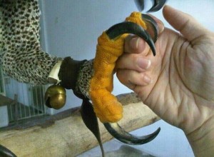 Венценосный орёл: смелый хищник, охотящийся на животных в несколько раз крупнее себя