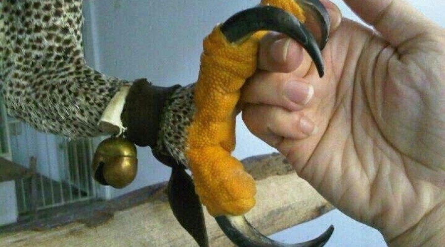 Венценосный орёл: смелый хищник, охотящийся на животных в несколько раз крупнее себя