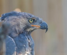 Венценосный орёл: смелый хищник, охотящийся на животных в несколько раз крупнее себя