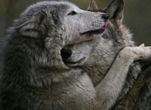 Волчья верность: любовь, преданность и трагические потери в стаях волков