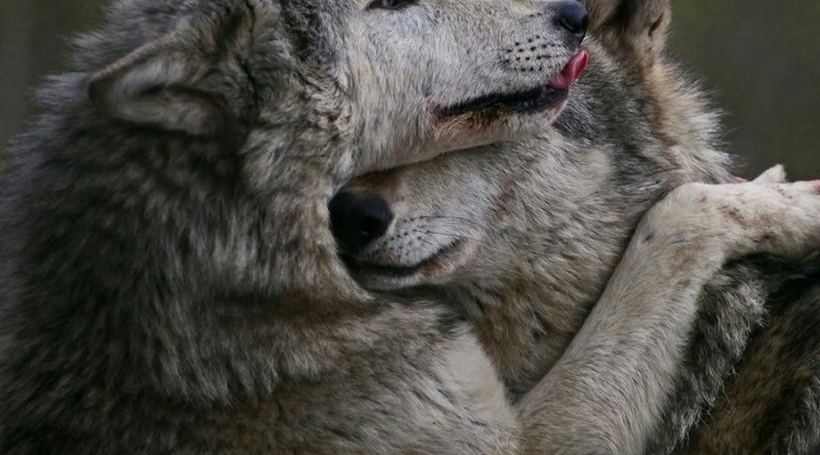 Волчья верность: любовь, преданность и трагические потери в стаях волков