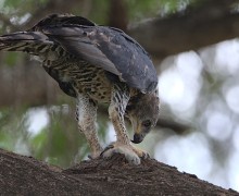 Венценосный орёл: смелый хищник, охотящийся на животных в несколько раз крупнее себя