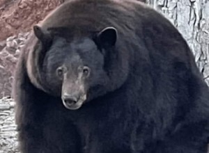 Медведь Танк Хэнк из Калифорнии пробрался в 28 домов в поисках еды