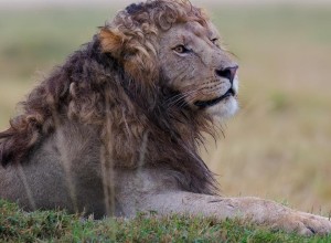 Лев с кудрявой гривой стал звездой интернета: фото покорило сети