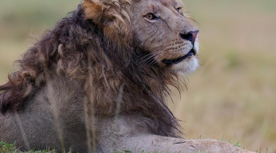 Лев с кудрявой гривой стал звездой интернета: фото покорило сети