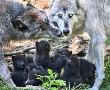 Волчья верность: любовь, преданность и трагические потери в стаях волков