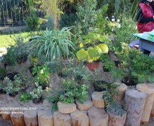 Выставка-продажа растений в Тирасполе: больше участников и саженцев