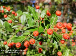 Погода на 3 октября: переменная облачность, без осадков, ветер северный