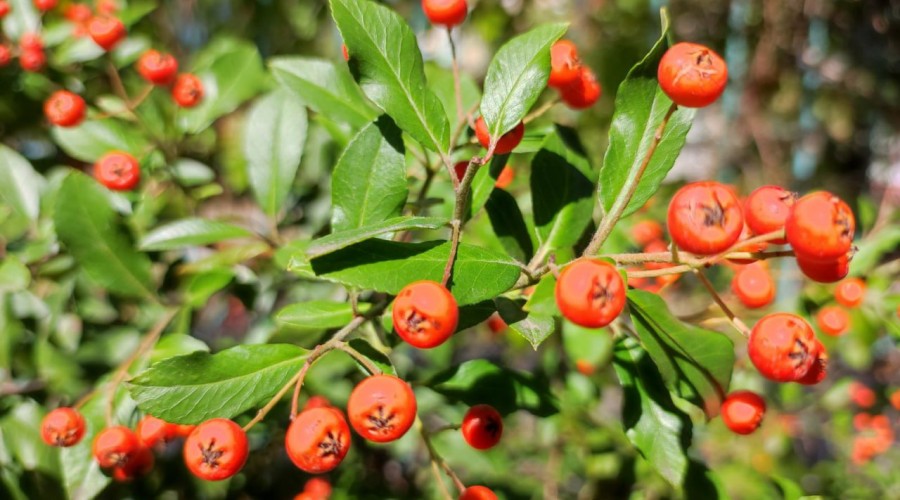 Погода на 3 октября: переменная облачность, без осадков, ветер северный