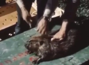 Парашютные бобры в Айдахо: как в 1948 году 76 грызунов переселили в заповедный лес