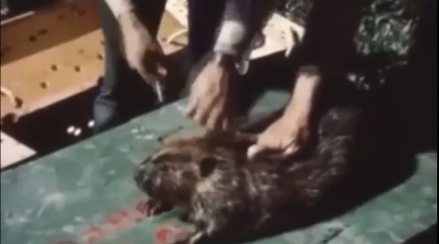 Парашютные бобры в Айдахо: как в 1948 году 76 грызунов переселили в заповедный лес