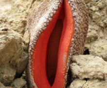 Hydnora africana — паразитирующее растение с запахом гнили и съедобным плодом