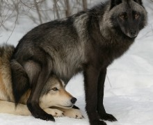 Волчья верность: любовь, преданность и трагические потери в стаях волков