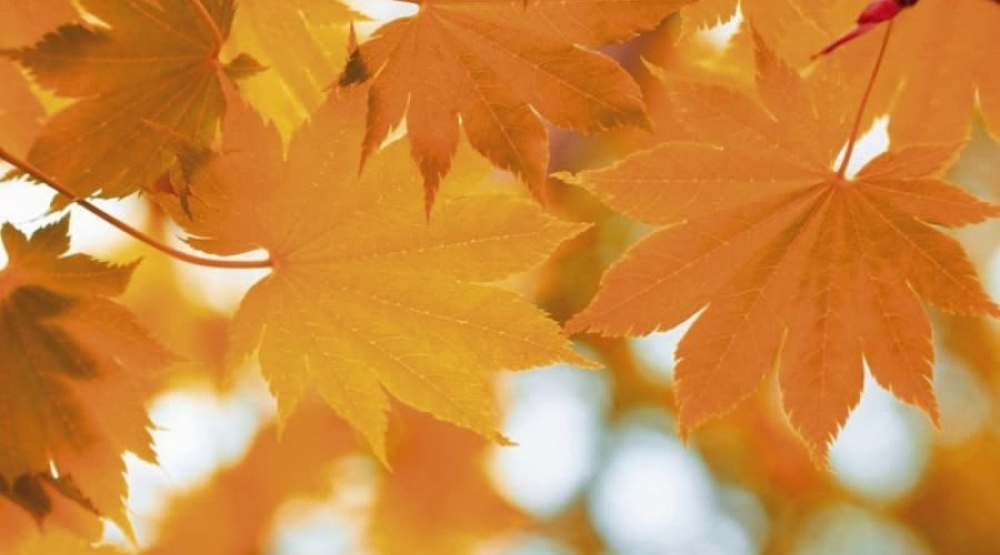 Прогноз погоды: первая неделя ноября в Приднестровье без осадков