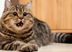 На Украине ТЦК «мобилизовал» кота: в Житомире пропал питомец Стёпа