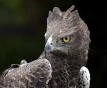 Венценосный орёл: смелый хищник, охотящийся на животных в несколько раз крупнее себя