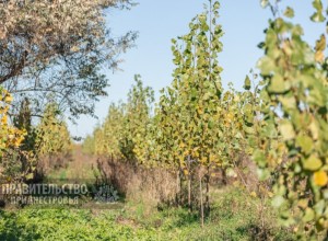 В Приднестровье высажено 57 га леса с начала года, увеличивается лесистость региона
