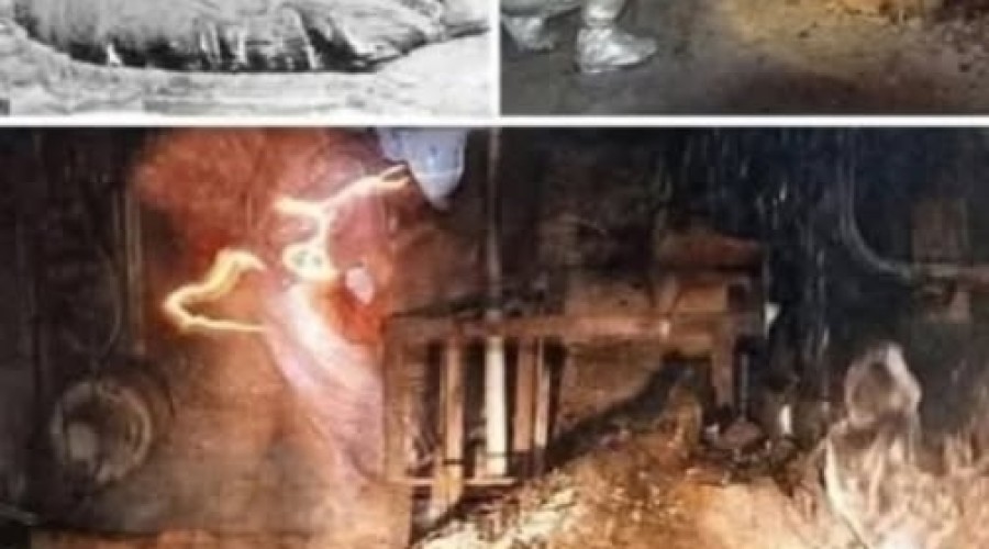 Слоновья нога Чернобыля — живая смерть под саркофагом